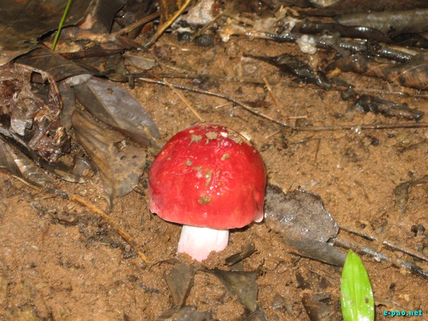 Wild Mushrooms found in Manipur :: October 2009