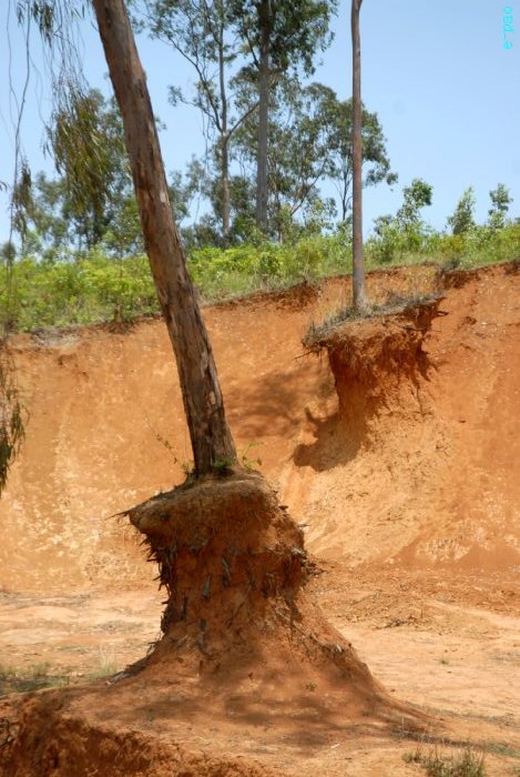Tree Plantation - 2nd edition of Mother Earth Memorial Month :: May 17 2010