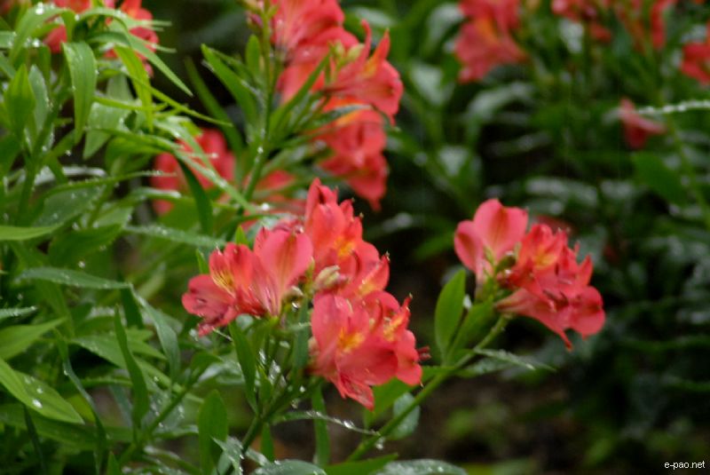 Flowers and Plants - captured through the Lenses of Jinendra Maibam  :: June 2010