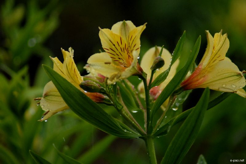 Flowers and Plants - captured through the Lenses of Jinendra Maibam  :: June 2010