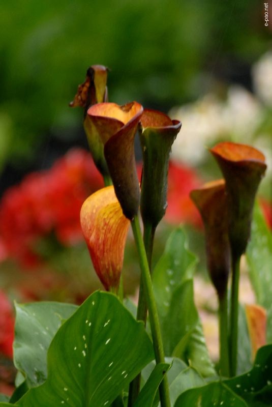 Flowers and Plants - captured through the Lenses of Jinendra Maibam  :: June 2010