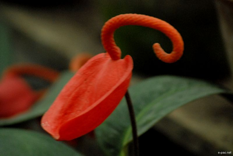 Flowers and Plants - captured through the Lenses of Jinendra Maibam  :: June 2010
