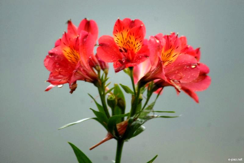 Flowers and Plants - captured through the Lenses of Jinendra Maibam  :: June 2010