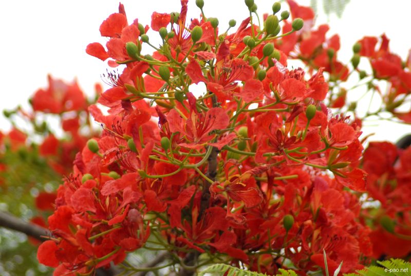 Flowers and Plants - captured through the Lenses of Jinendra Maibam  :: June 2010