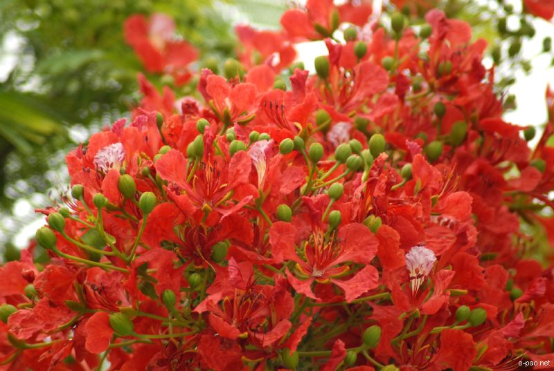 Flowers and Plants - captured through the Lenses of Jinendra Maibam  :: June 2010