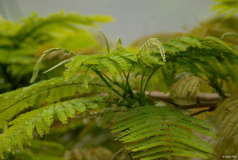 Flowers and Plants - captured through the Lenses of Jinendra Maibam  :: June 2010