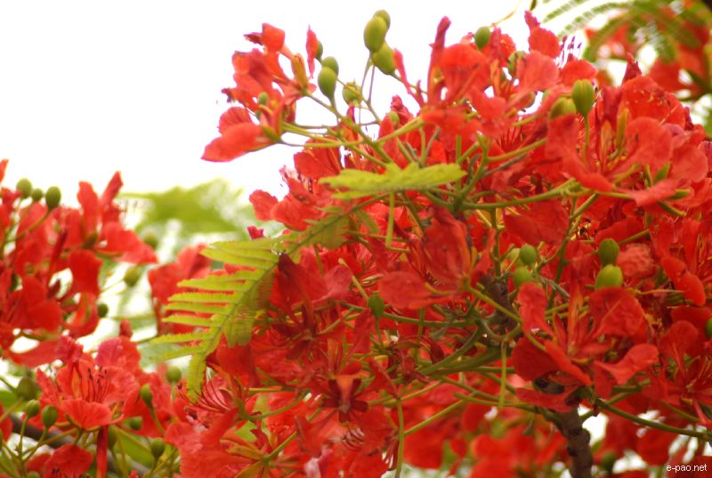 Flowers and Plants - captured through the Lenses of Jinendra Maibam  :: June 2010