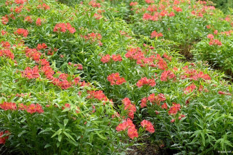 Flowers and Plants - captured through the Lenses of Jinendra Maibam  :: June 2010