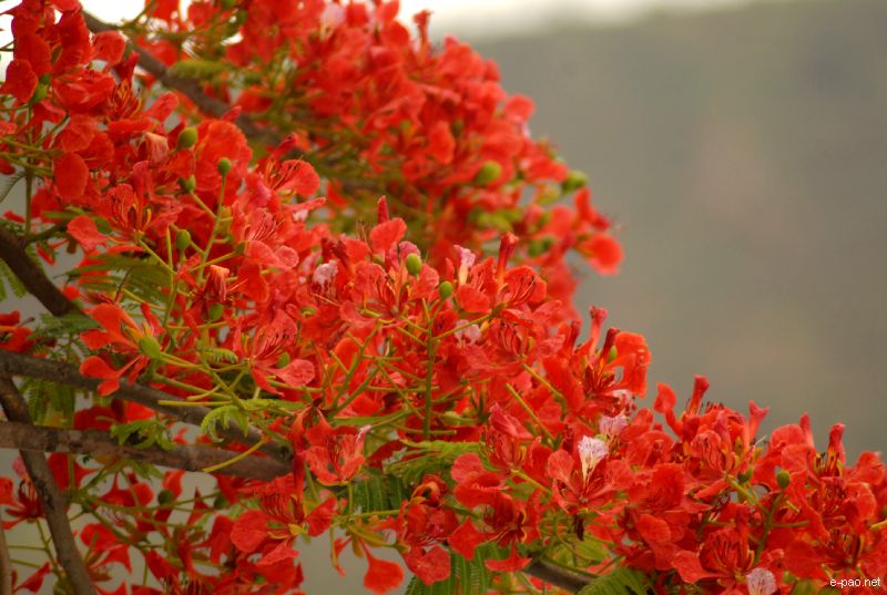Flowers and Plants - captured through the Lenses of Jinendra Maibam  :: June 2010