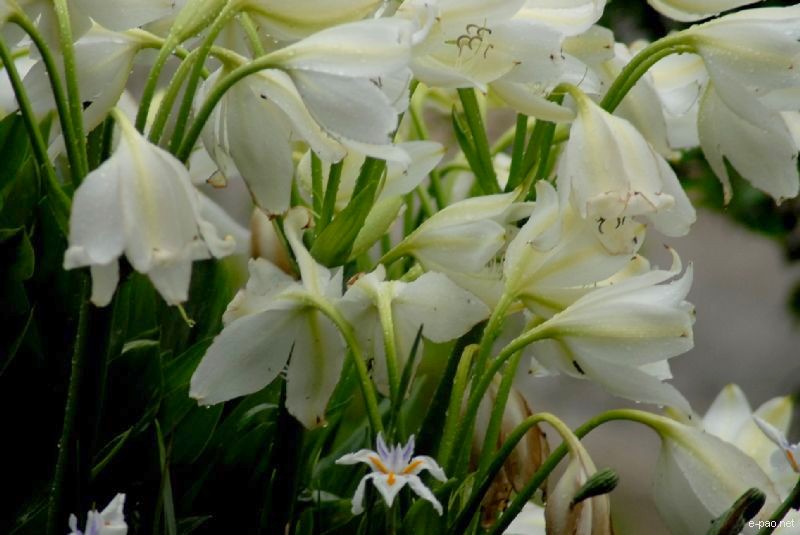 Flowers and Plants - captured through the Lenses of Jinendra Maibam  :: June 2010