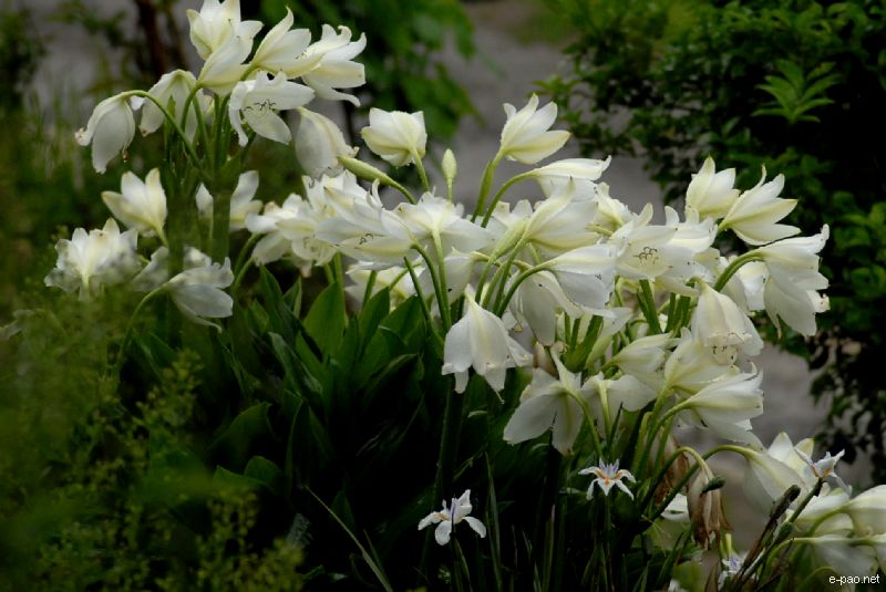 Flowers and Plants - captured through the Lenses of Jinendra Maibam  :: June 2010