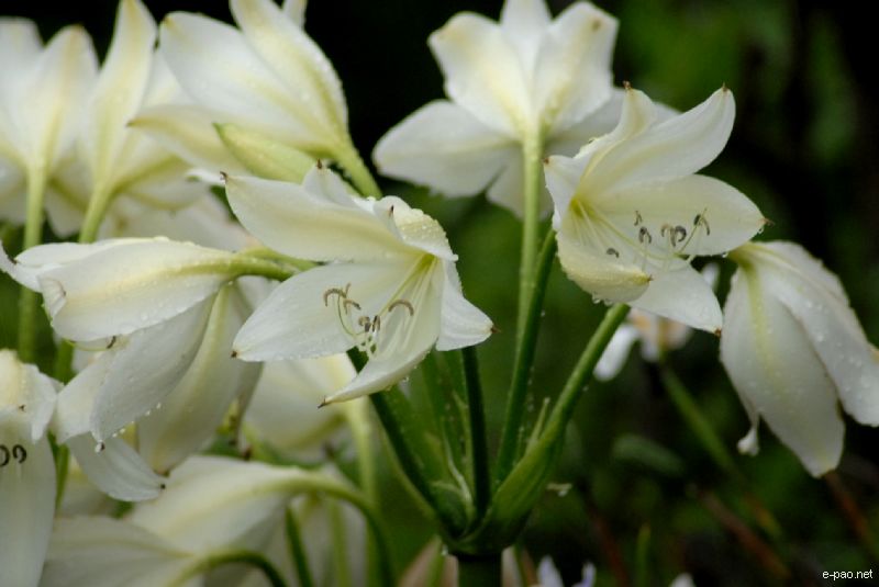Flowers and Plants - captured through the Lenses of Jinendra Maibam  :: June 2010