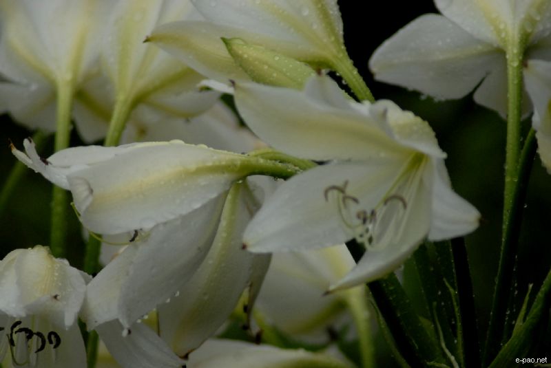 Flowers and Plants - captured through the Lenses of Jinendra Maibam  :: June 2010