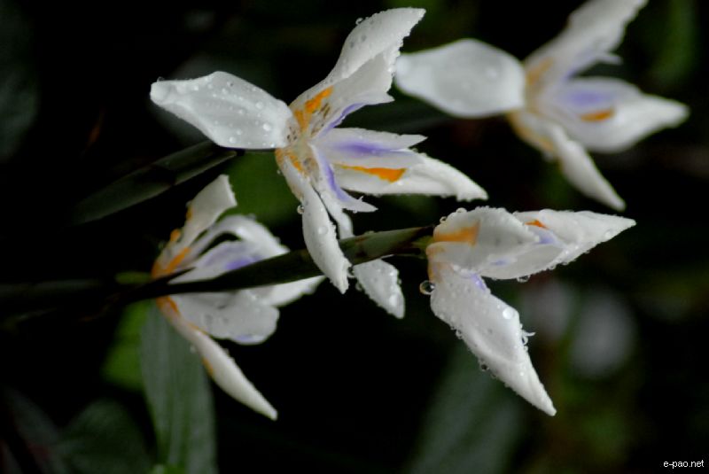 Flowers and Plants - captured through the Lenses of Jinendra Maibam  :: June 2010