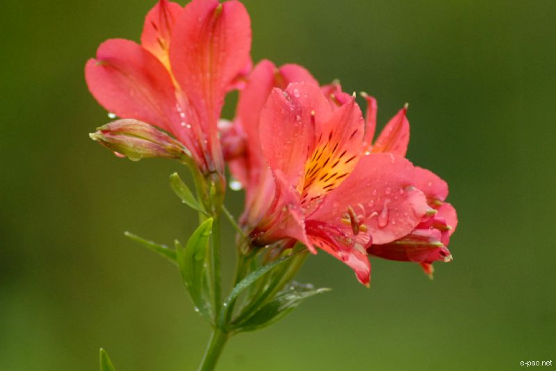 Flowers and Plants - captured through the Lenses of Jinendra Maibam  :: June 2010