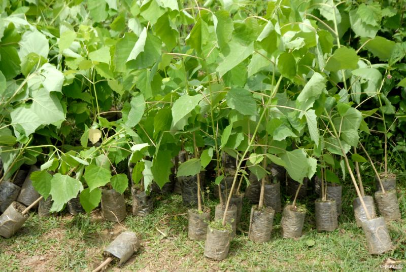 The reforestation of waste land with wild edible fruit trees