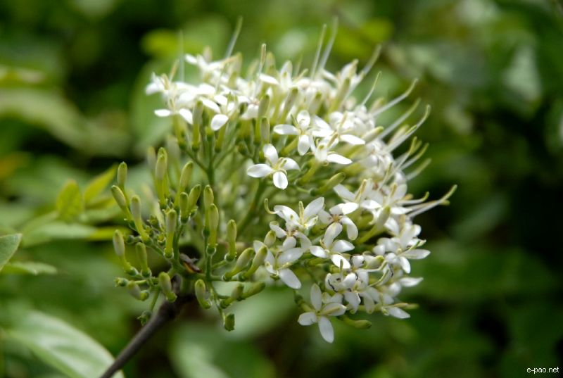 Flowers and Plants - captured through the Lenses of Jinendra Maibam  :: June 2010