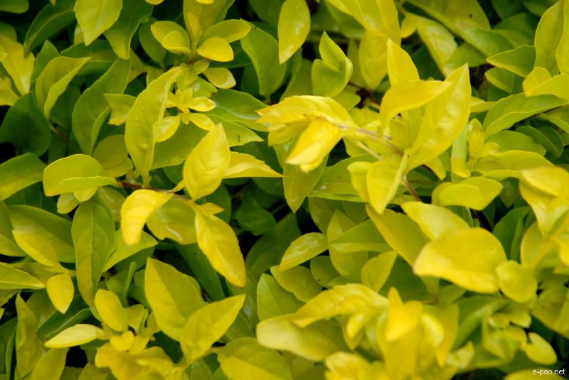 Flowers and Plants - captured through the Lenses of Jinendra Maibam  :: June 2010