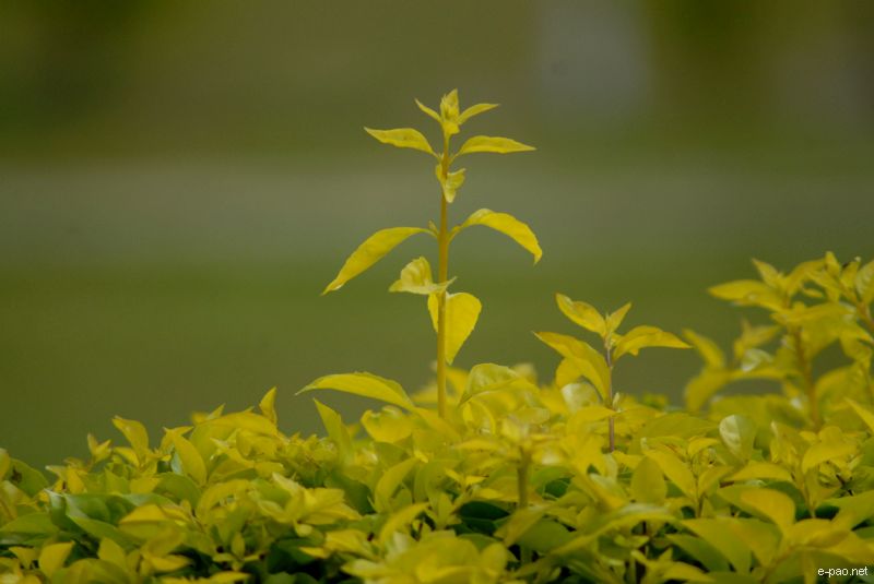 Flowers and Plants - captured through the Lenses of Jinendra Maibam  :: June 2010