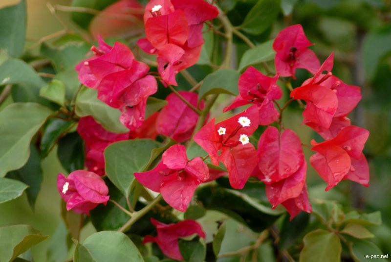Flowers and Plants - captured through the Lenses of Jinendra Maibam  :: June 2010