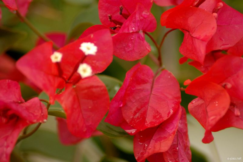Flowers and Plants - captured through the Lenses of Jinendra Maibam  :: June 2010
