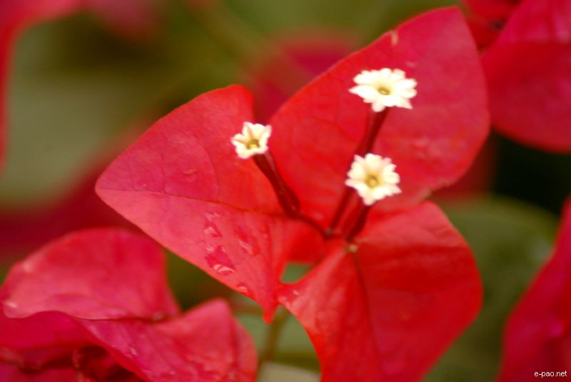 Flowers and Plants - captured through the Lenses of Jinendra Maibam  :: June 2010