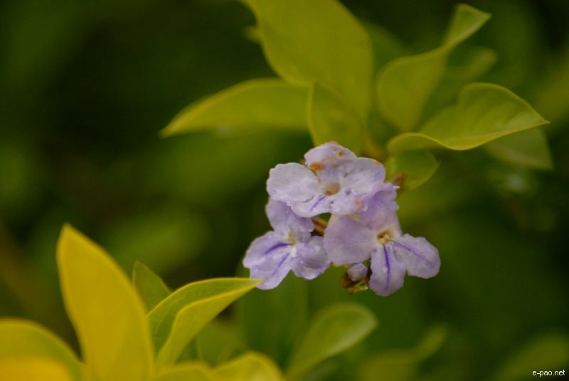 Flowers and Plants - captured through the Lenses of Jinendra Maibam  :: June 2010