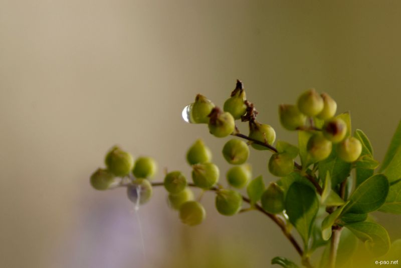 Flowers and Plants - captured through the Lenses of Jinendra Maibam  :: June 2010