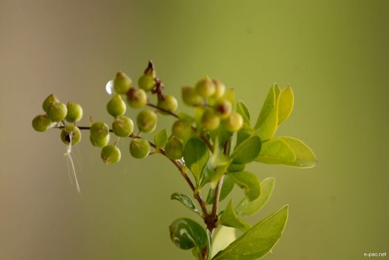 Flowers and Plants - captured through the Lenses of Jinendra Maibam  :: June 2010