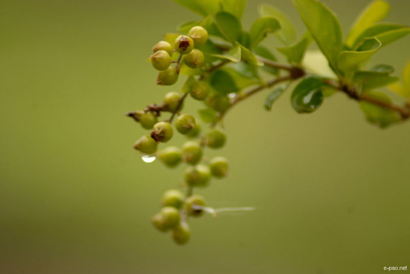 Flowers and Plants - captured through the Lenses of Jinendra Maibam  :: June 2010