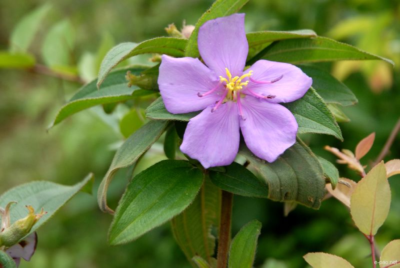 Flowers and Plants - captured through the Lenses of Jinendra Maibam  :: June 2010