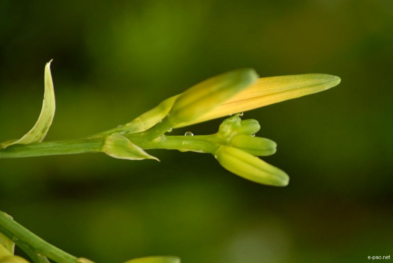 Flowers and Plants - captured through the Lenses of Jinendra Maibam  :: June 2010