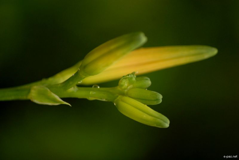 Flowers and Plants - captured through the Lenses of Jinendra Maibam  :: June 2010