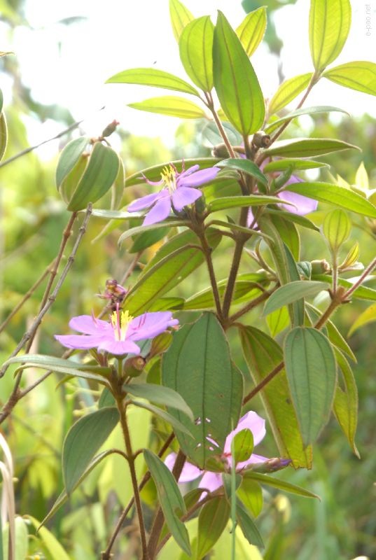 Flowers and Plants - captured through the Lenses of Jinendra Maibam  :: June 2010