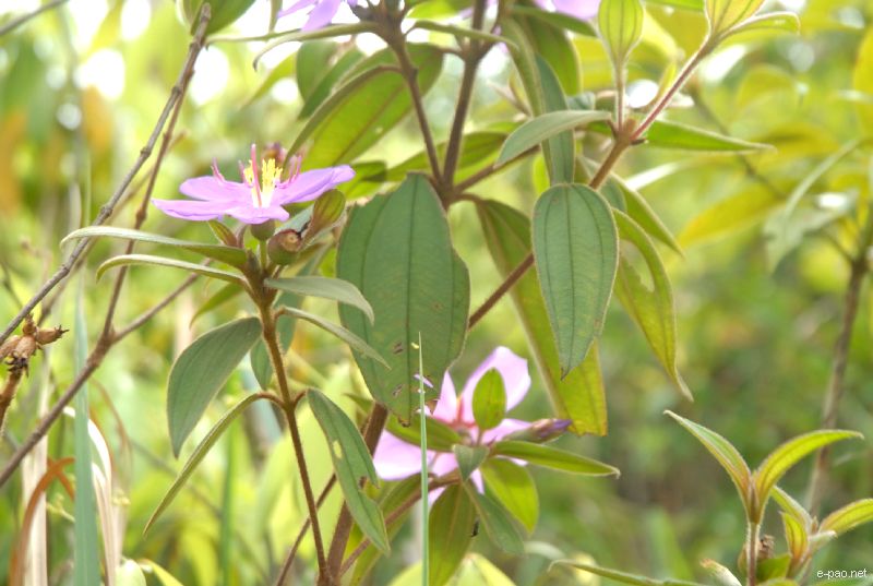 Flowers and Plants - captured through the Lenses of Jinendra Maibam  :: June 2010
