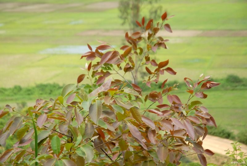 Flowers and Plants - captured through the Lenses of Jinendra Maibam  :: June 2010