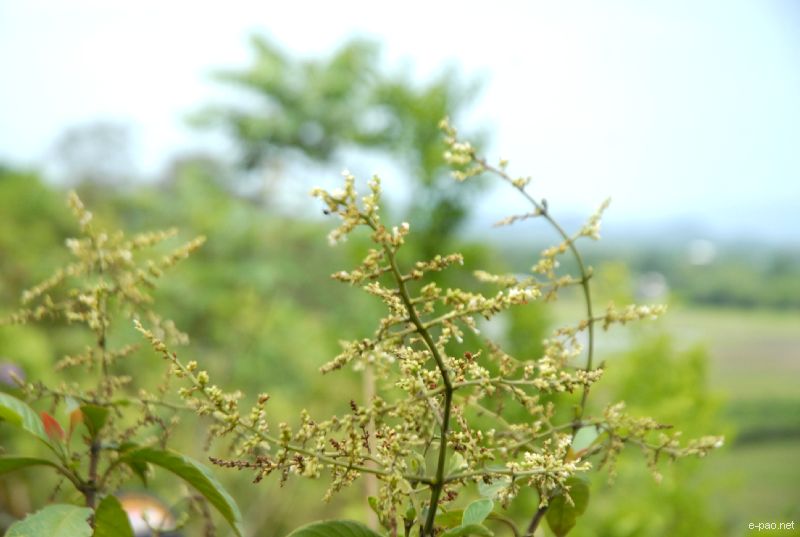 Flowers and Plants - captured through the Lenses of Jinendra Maibam  :: June 2010