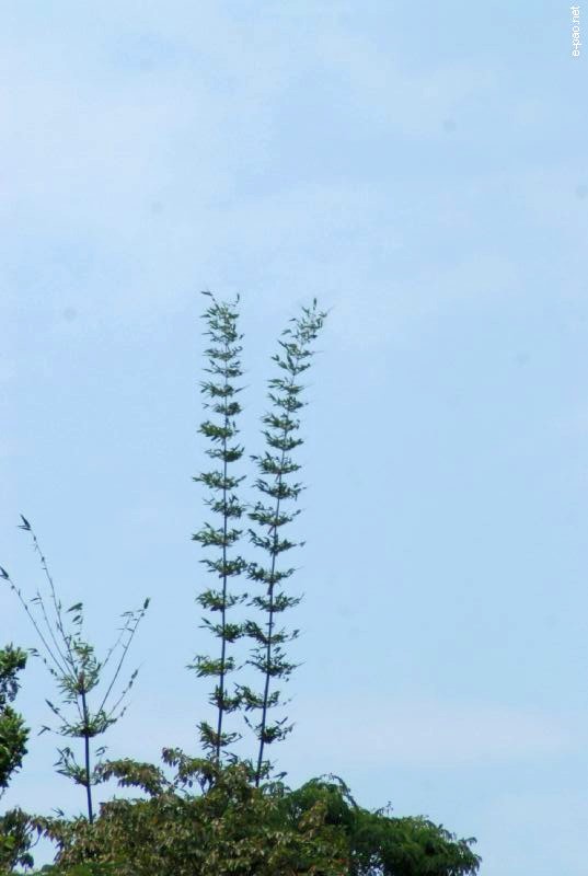 Flowers and Plants - captured through the Lenses of Jinendra Maibam  :: June 2010