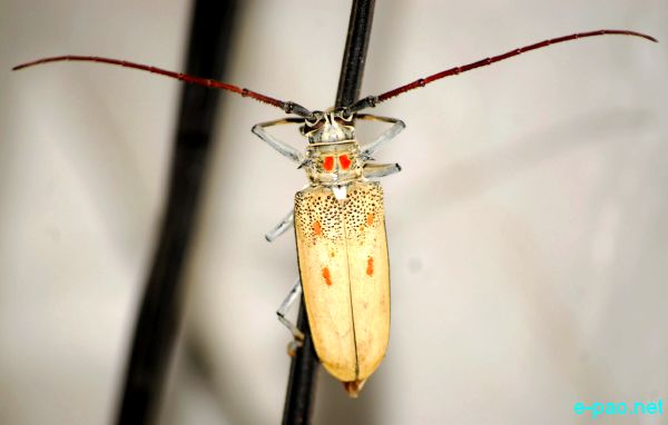 An Insect captured through the Lenses of Jinendra Maibam 
