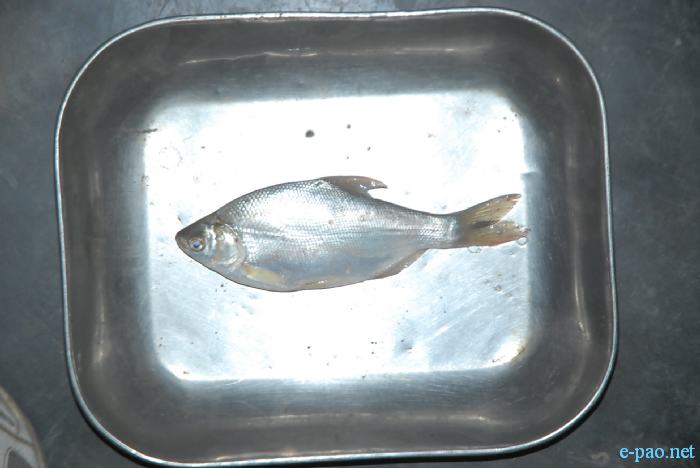 Pengba - State Fish of Manipur :: December 2010