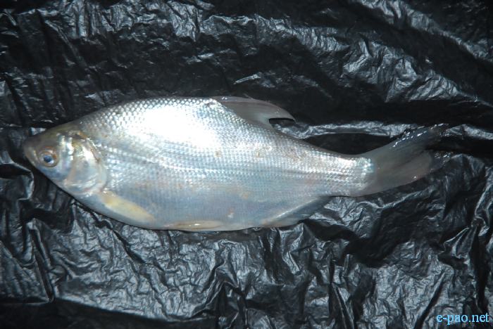  Pengba (Osteobrama belangeri) is the state fish of Manipur