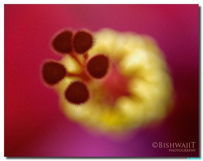 Personal Album - Flowers - captured through the Lenses of Bishwajit Rajkumar :: 2010