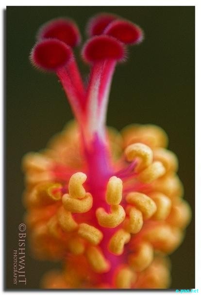 Personal Album - Flowers - captured through the Lenses of Bishwajit Rajkumar :: 2010