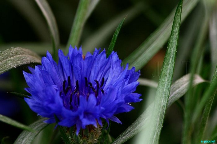 Personal Album - Flowers - captured through the Lenses of Bishwajit Rajkumar :: 2010
