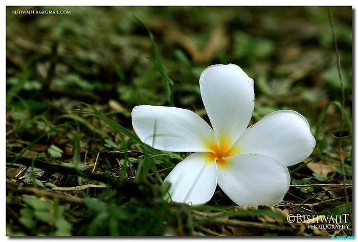 Personal Album - Flowers - captured through the Lenses of Bishwajit Rajkumar :: 2010