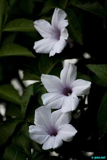 Personal Album - Flowers - captured through the Lenses of Bishwajit Rajkumar :: 2010