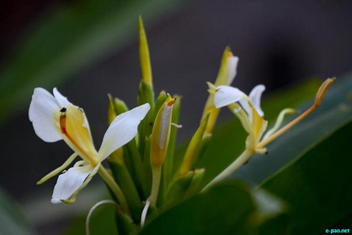Personal Album - Flowers - captured through the Lenses of Bishwajit Rajkumar :: 2010