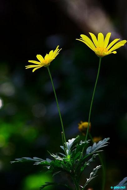 Personal Album - Flowers - captured through the Lenses of Bishwajit Rajkumar :: 2010