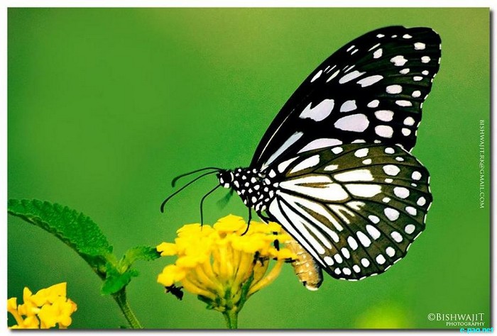 Butterflies and Dragonflies - captured through the Lenses of Bishwajit Rajkumar :: 2010
