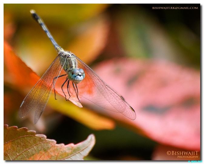 Butterflies and Dragonflies - captured through the Lenses of Bishwajit Rajkumar :: 2010